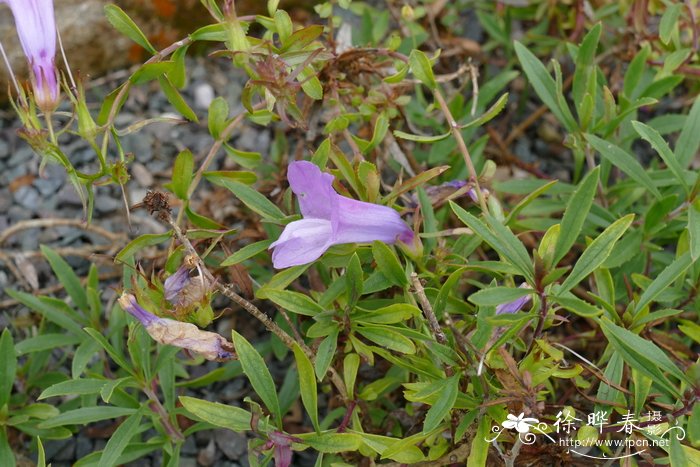 紫花灌木钓钟柳Penstemon fruticosus var. scouleri