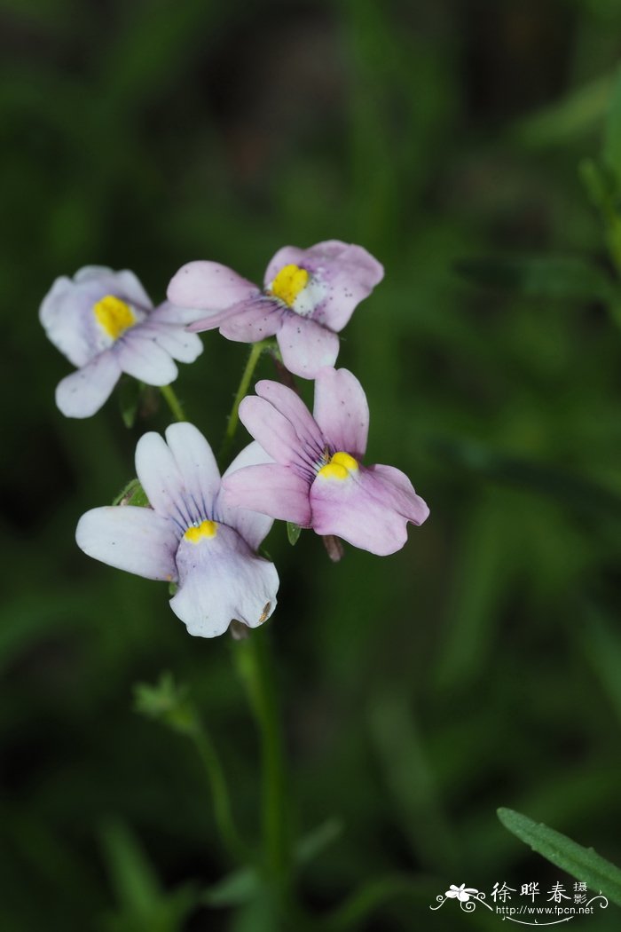 灌木龙面花 Nemesia fruticans