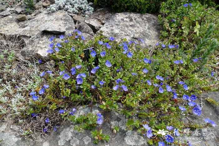 灌木婆婆纳Veronica fruticans