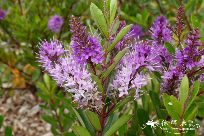 ‘梦幻粉’长阶花玄参科长阶花属Hebe ‘Pink Fantasy’