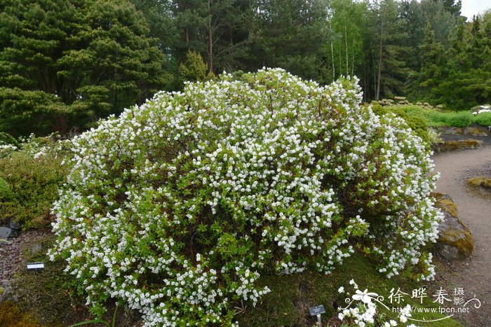 粉绿长阶花Hebe glaucophylla