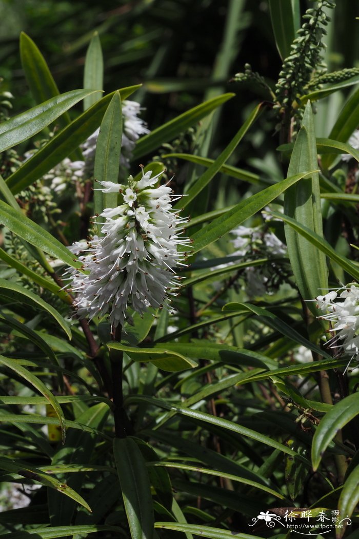 大果长阶花Hebe macrocarpa