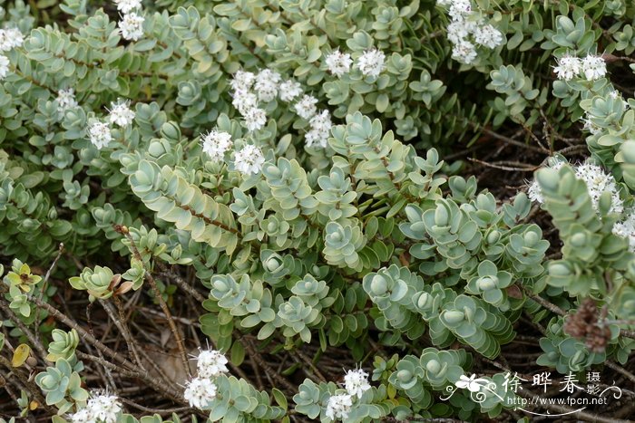 光叶长阶花Hebe pinguifolia