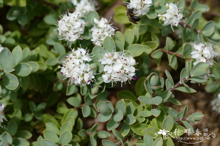 光叶长阶花Hebe pinguifolia