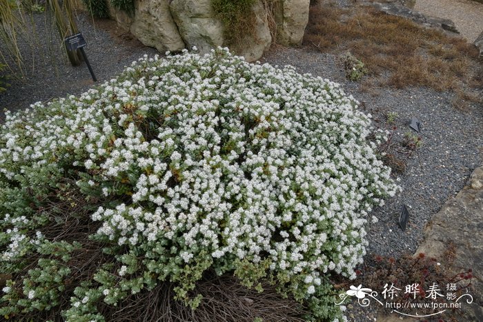 光叶长阶花Hebe pinguifolia
