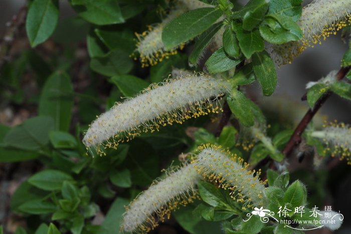 Salix hastata 'Wehrhahnii'