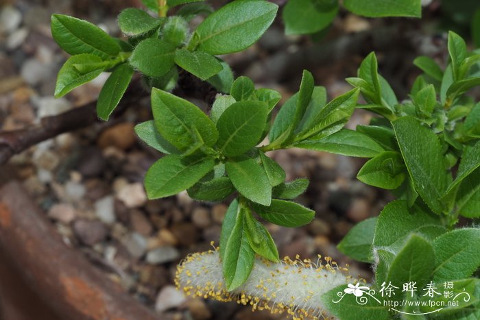 Salix hastata 'Wehrhahnii'