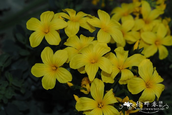 罗芙亚麻 Linum doerfleri