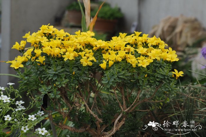 罗芙亚麻 Linum doerfleri