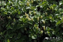 虾夷矮柳Salix nakamurana var. yezoalpina
