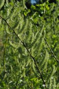 长枝柳Salix prolixa