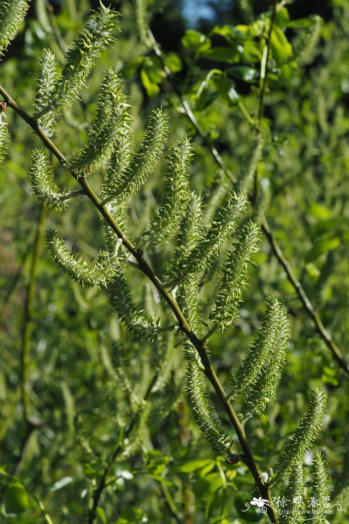 长枝柳Salix prolixa