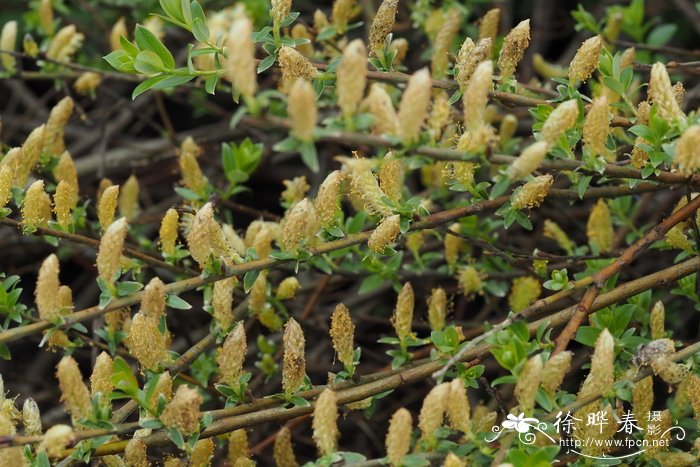 匍匐柳Salix repens