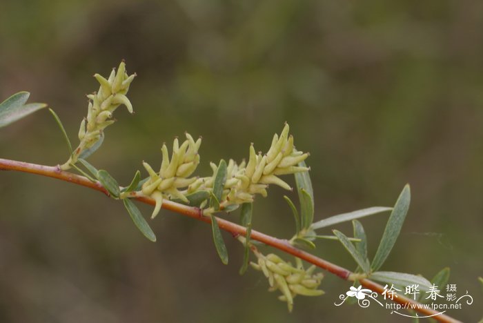 线叶柳Salix wilhelmsiana