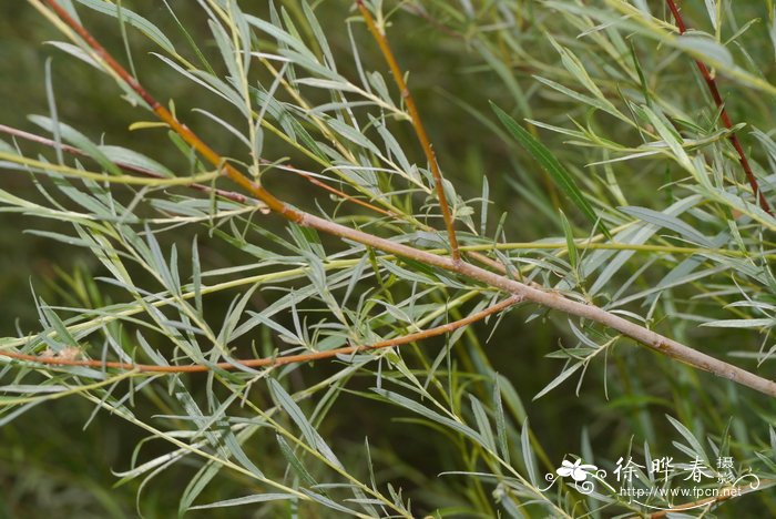 线叶柳Salix wilhelmsiana