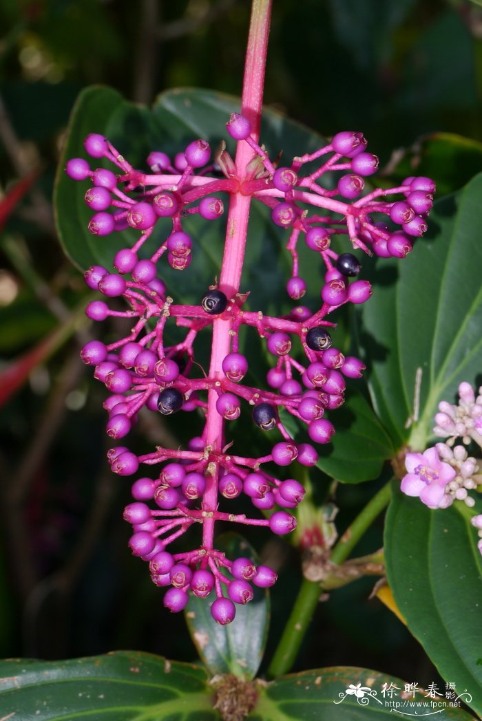 酸脚杆 Medinilla lanceata