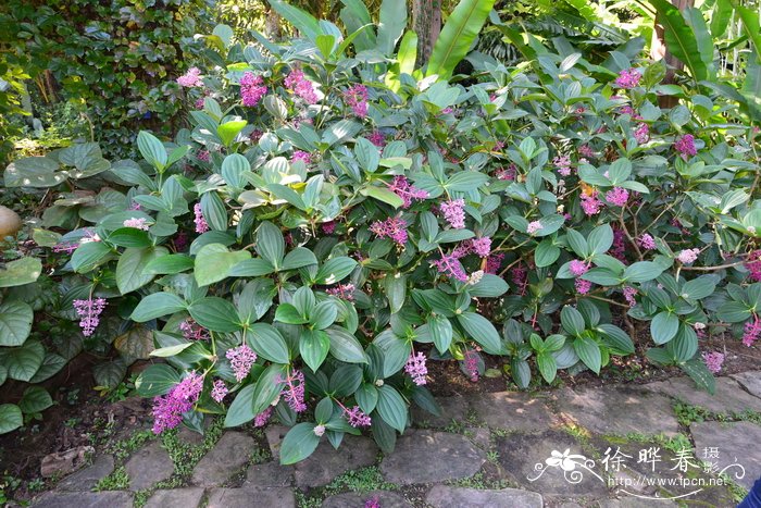 酸脚杆 Medinilla lanceata
