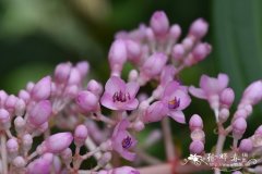 库明酸脚杆Medinilla cummingii