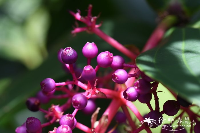 库明酸脚杆Medinilla cummingii