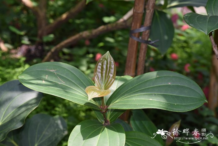 库明酸脚杆Medinilla cummingii