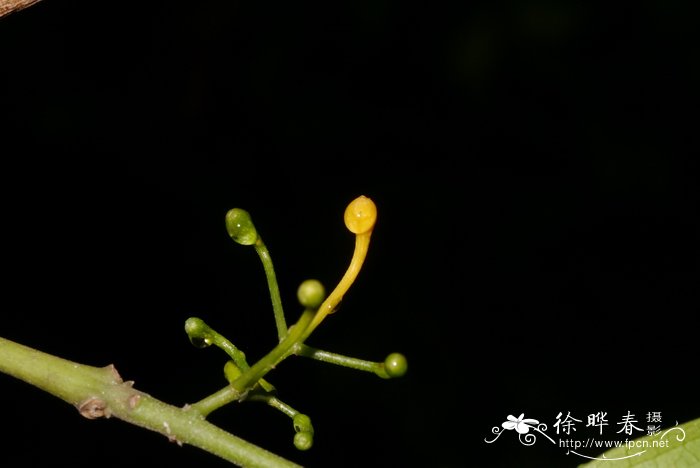 杯轴花Tetrasynandra longipes