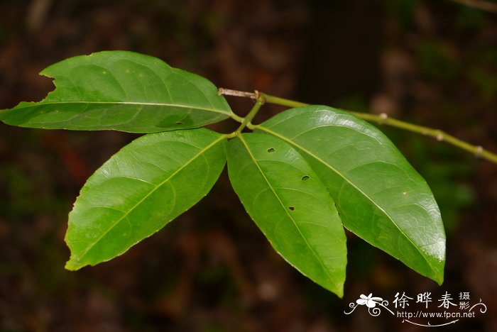 杯轴花Tetrasynandra longipes