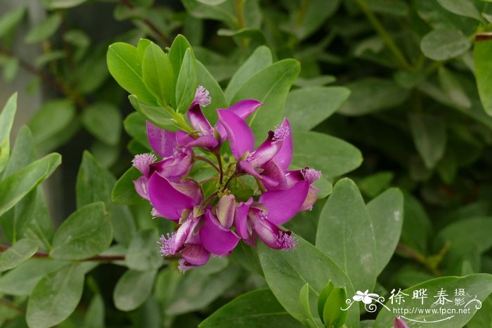 ‘大花’桃金娘叶远志Polygala myrtifolia 'Grandiflora'