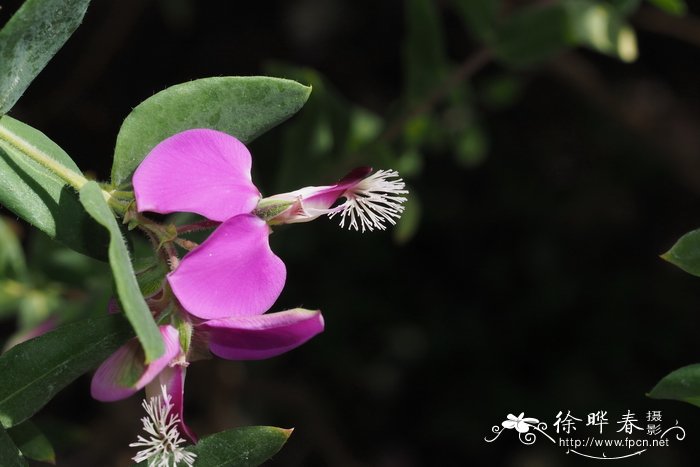 桃金娘叶远志Polygala myrtifolia