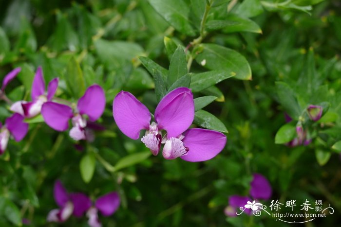 桃金娘叶远志Polygala myrtifolia