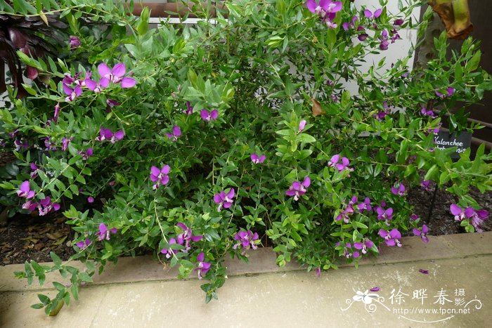 桃金娘叶远志Polygala myrtifolia