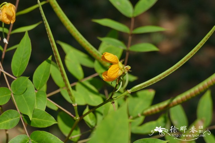 望江南Senna occidentalis