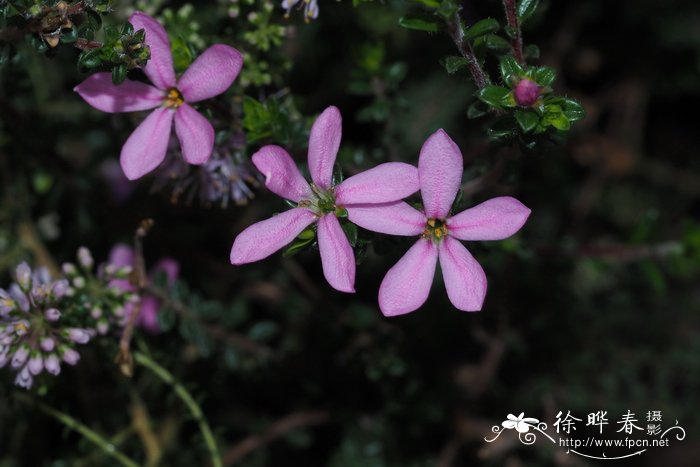 Acmadenia heterophylla