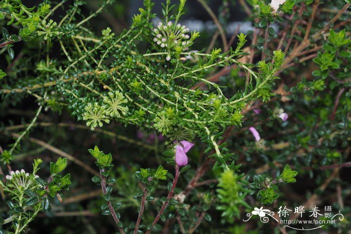 Acmadenia heterophylla