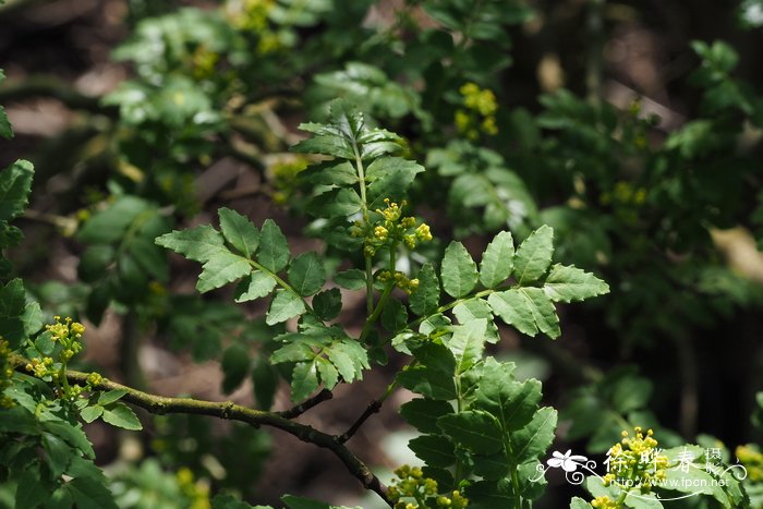 青花椒Zanthoxylum schinifolium