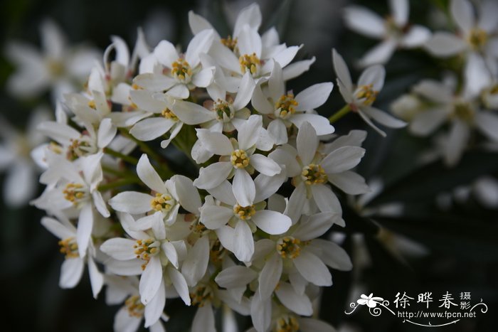 Choisya dewitteana 'Lisflurry'