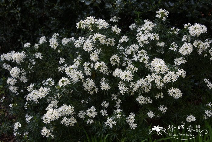 Choisya dewitteana 'Lisflurry'