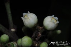 山小橘Glycosmis pentaphylla