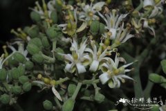 小芸木 Micromelum integerrimum