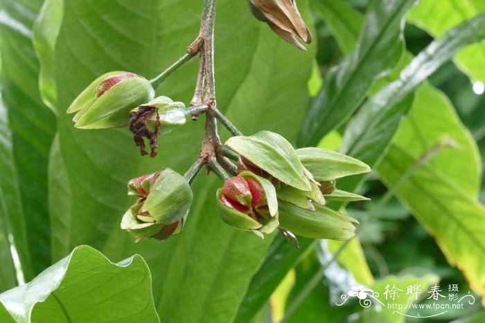 巴西红唇芸香Erythrochiton brasiliensis