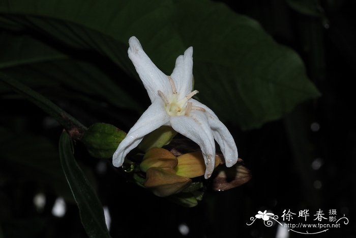 巴西红唇芸香Erythrochiton brasiliensis