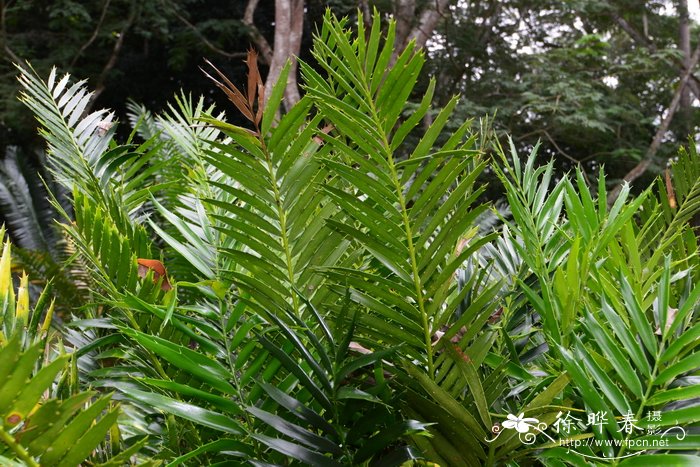 休德布朗非洲铁Encephalartos hildebrandtii