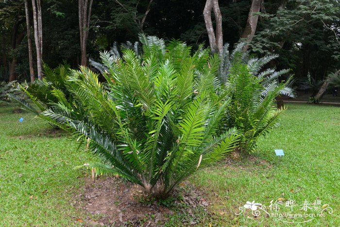 休德布朗非洲铁Encephalartos hildebrandtii