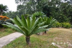 多刺双子铁Dioon spinulosum