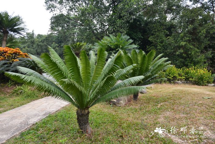 多刺双子铁Dioon spinulosum