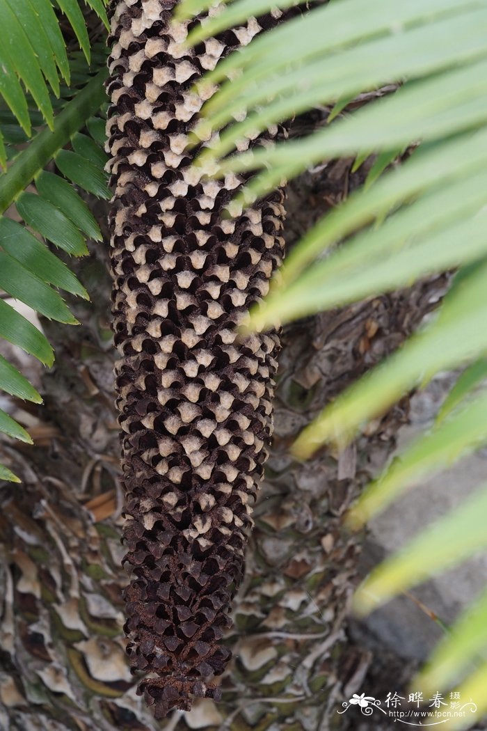 多刺双子铁Dioon spinulosum