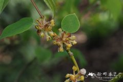 三桠乌药Lindera obtusiloba