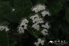 宿苞厚壳树 Ehretia asperula