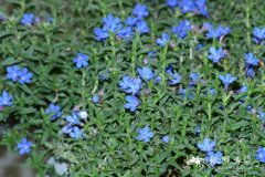 ‘天蓝’匍匐木紫草Lithodora diffusa ‘Heavenly Blue’