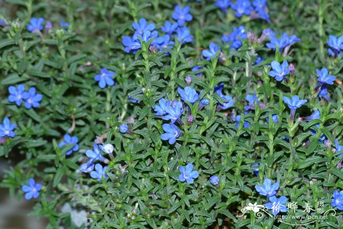 ‘天蓝’匍匐木紫草Lithodora diffusa ‘Heavenly Blue’