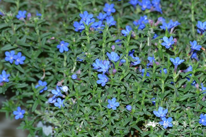 ‘天蓝’匍匐木紫草Lithodora diffusa ‘Heavenly Blue’